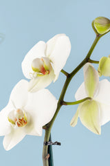 Remedios Varo Blanco Plant // White Orchid