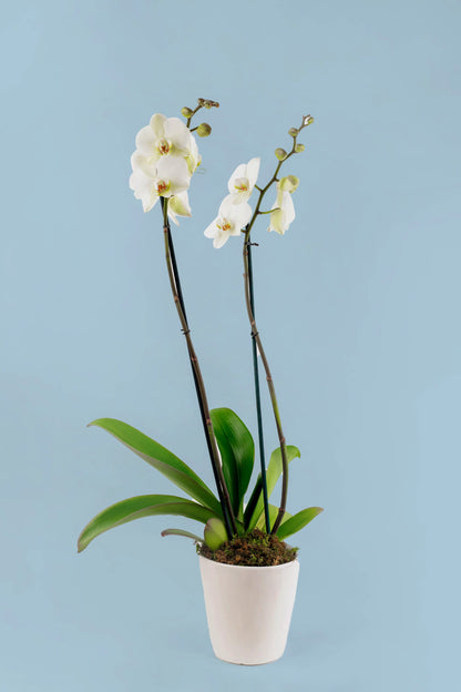 Remedios Varo Blanco Plant - White Orchid