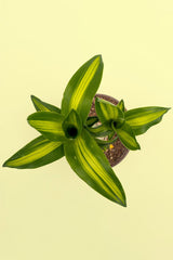 Brazilwood / Plant