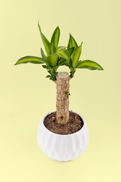 dracaena palo de brasil Brazilwood