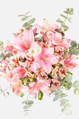 Pantera Rosa // Lilium Rosa, Astromelia Rosa