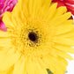 Pequeño Arcoiris // Gerbera de Colores