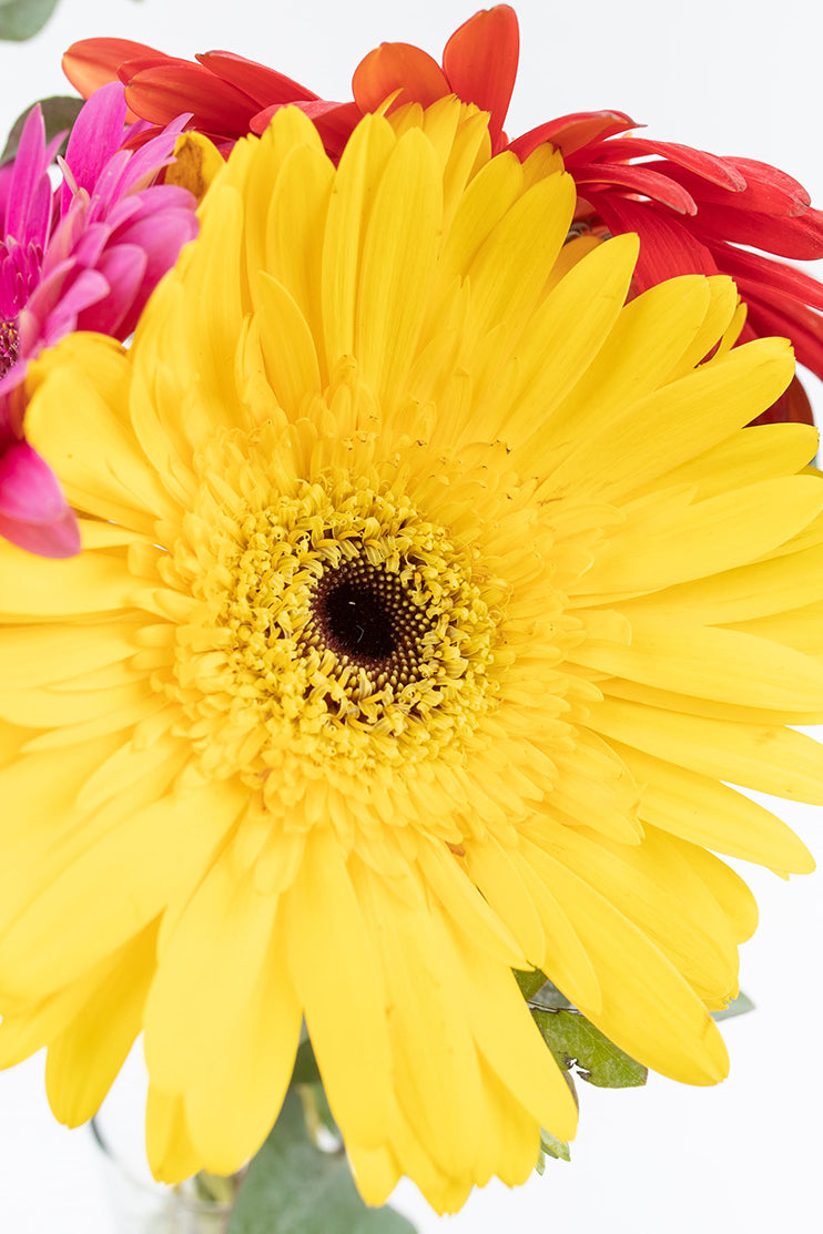 Pequeño Arcoiris // Gerbera de Colores