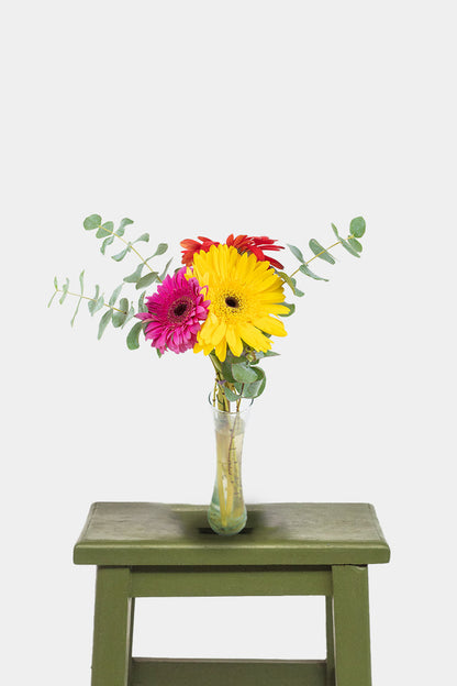 Little Rainbow // Colorful Gerbera