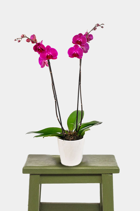 Orquídea Morada SV - Maceta Blanca GDL