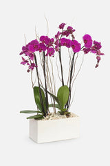 All My Love - Purple Orchid