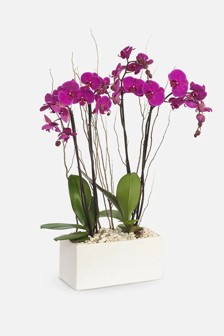 Todo Mi Cariño / Orquídea Morada