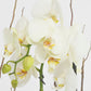 Todo Mi Cariño / Orquídea Blanca