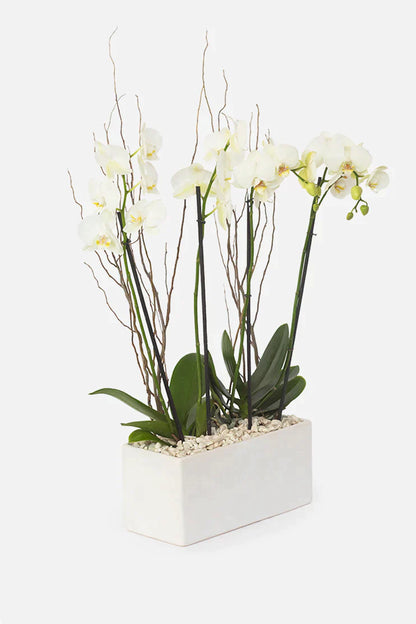 Todo Mi Cariño / Orquídea Blanca