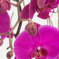 Todo Mi Cariño - Orquídea Morada Cun